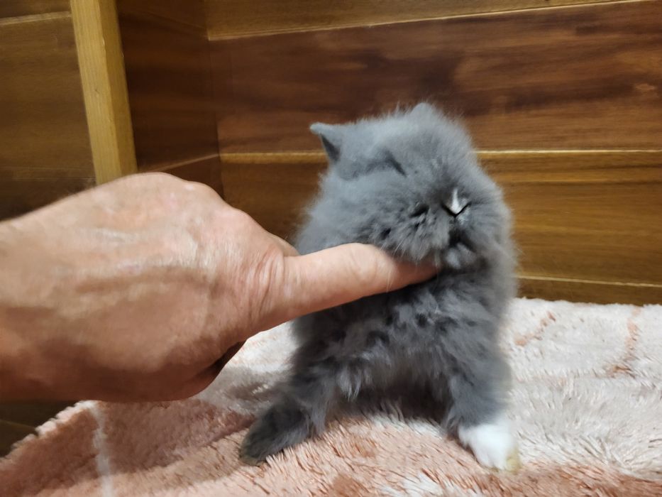 Króliki Karzełki Teddy