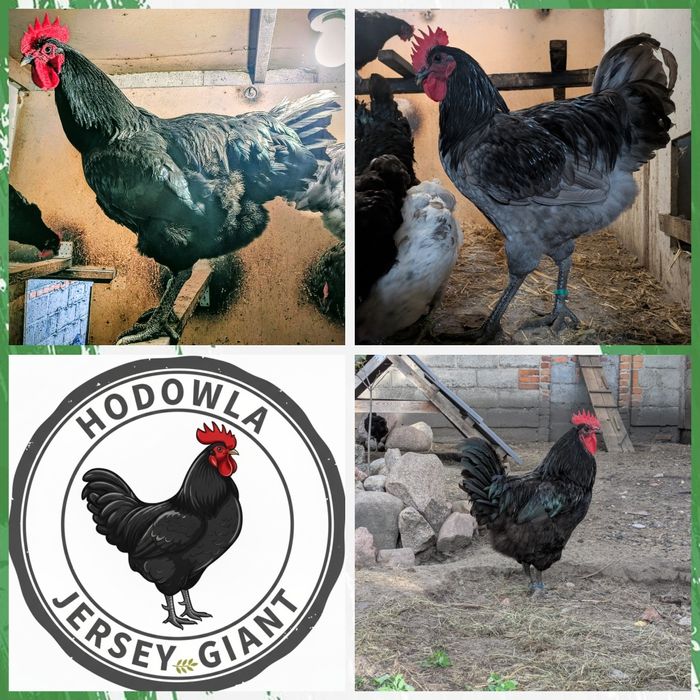 Jajka lęgowe Jersey Giant