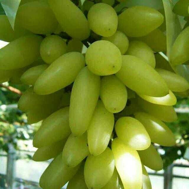 Videira de Uvas DEDO DE BRUXA Compridas BRANCAS - Apenas envios