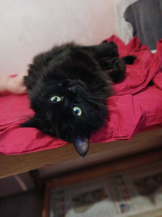 Czarny puchaty kotek Baron, fiv+