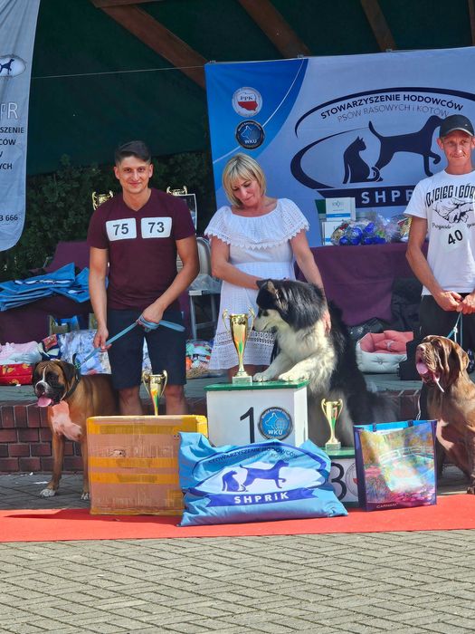 Szczeniak Bokser Champion Polski