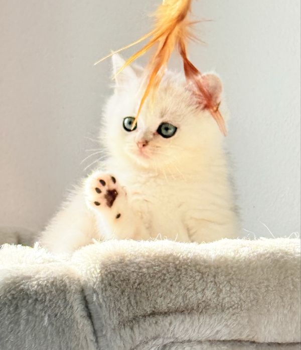 Scottish stright macho