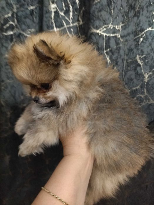 Szpic pomeranian suczka