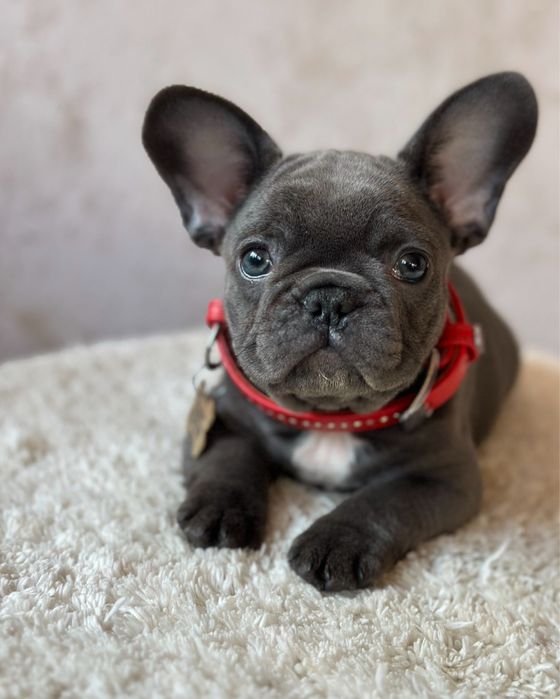 Дівчинка французького бульдога
