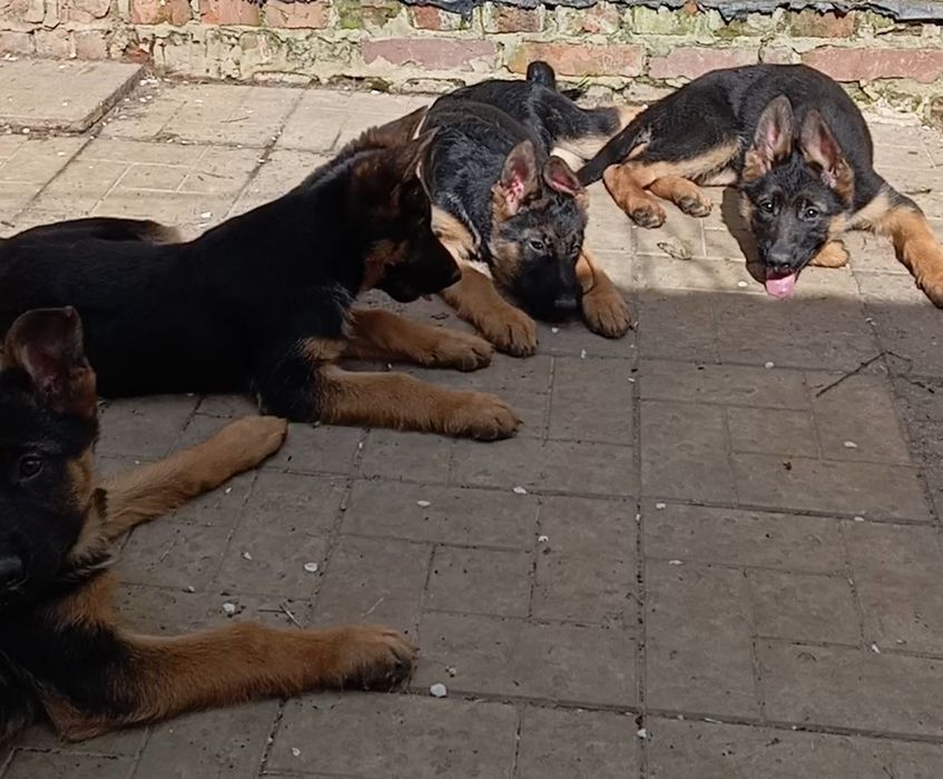 Суки стандарт яркого окраса.