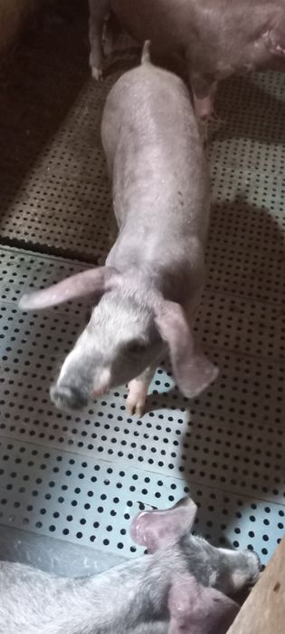 2 Porcas cruzadas Large White/ Bisaro