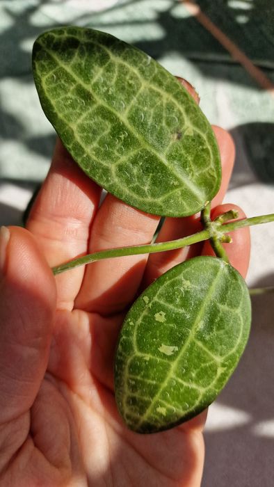 Продам Hoya Elliptica splash