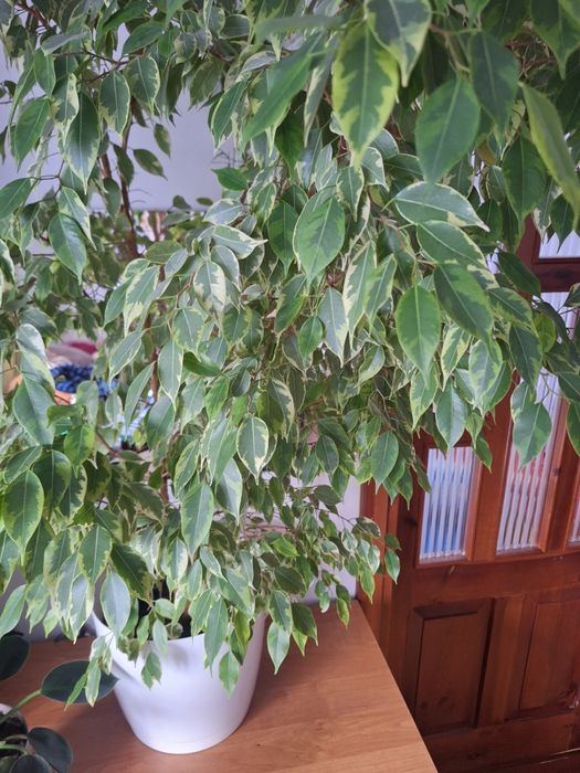 Kwiat Fikus Benjamin roślina ozdobna kwiatek.