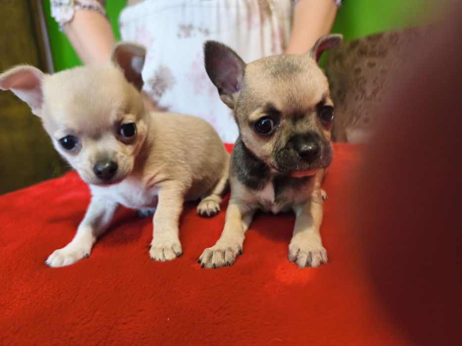 Chihuahua śliczna sunia