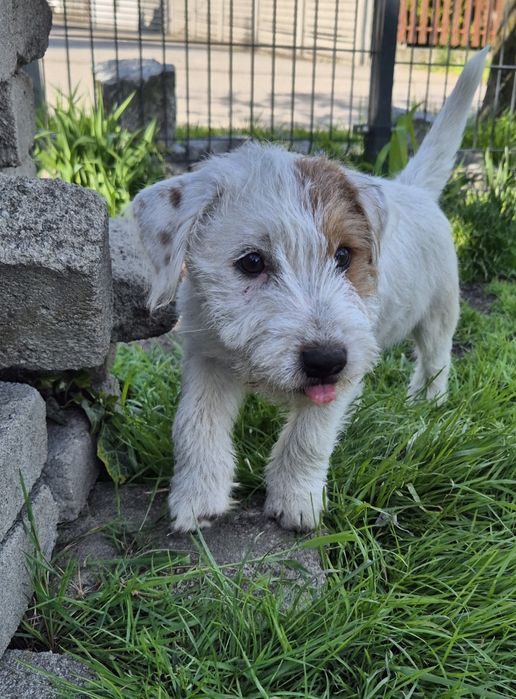 Parson Russell Terrier