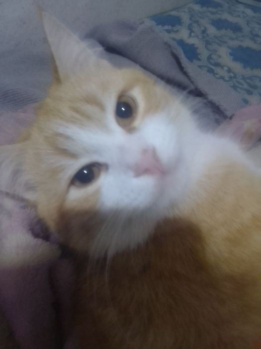 Пропало двоє рудих котів місто Дружківка Донецька область