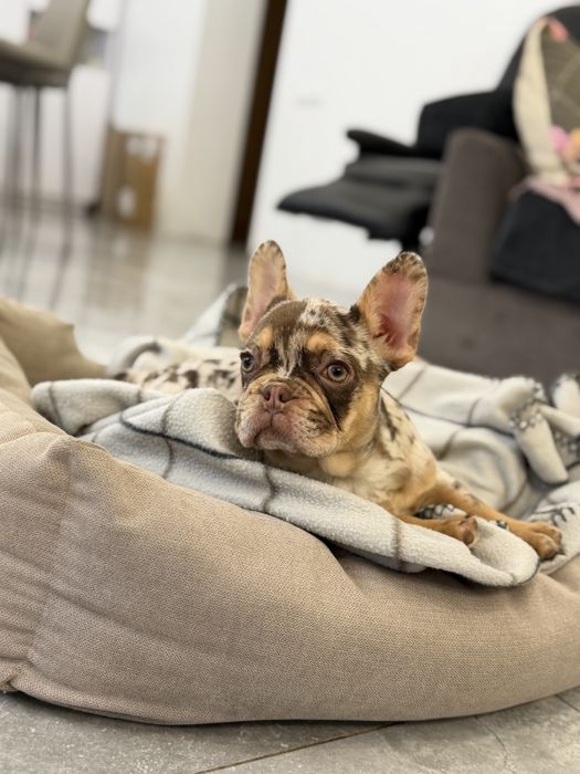 Французский бульдог девочка шоколадный мерле