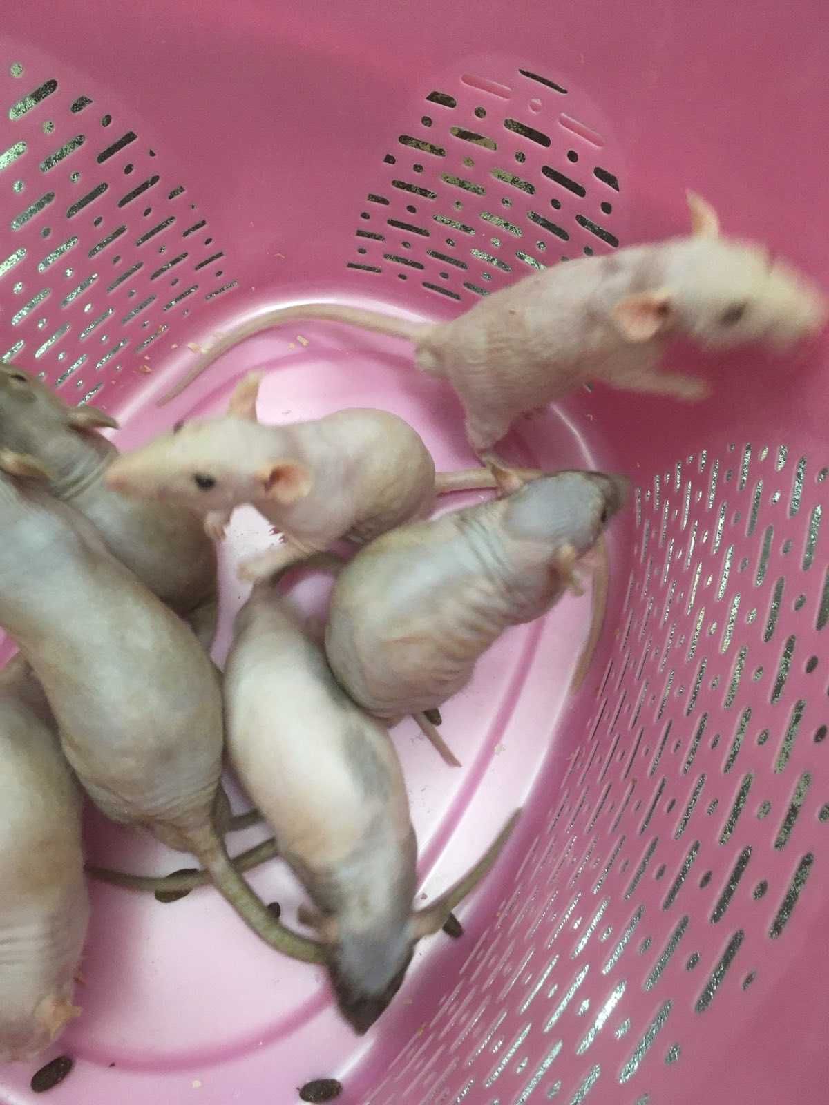 Лысые декоративные крысы сфинкс | Мир домашних животных | Дзен