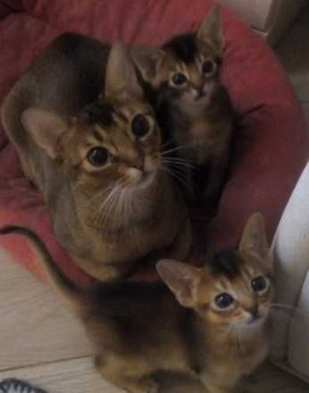 Котик и кошечка Абиссинчик окрас дикий под елочку