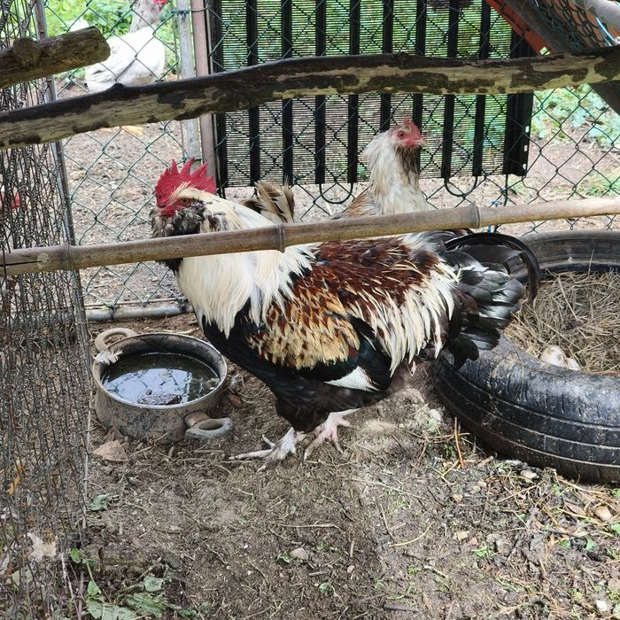 Ovos e pintos de várias raças