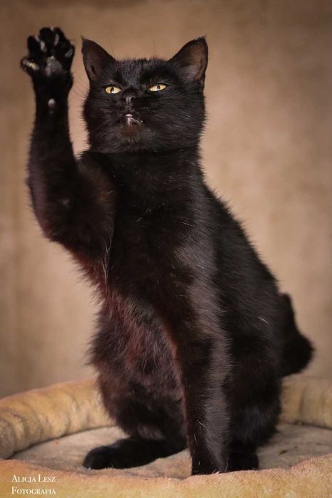 Magia – elegancka kocia dama o złotym sercu pragnie miłości