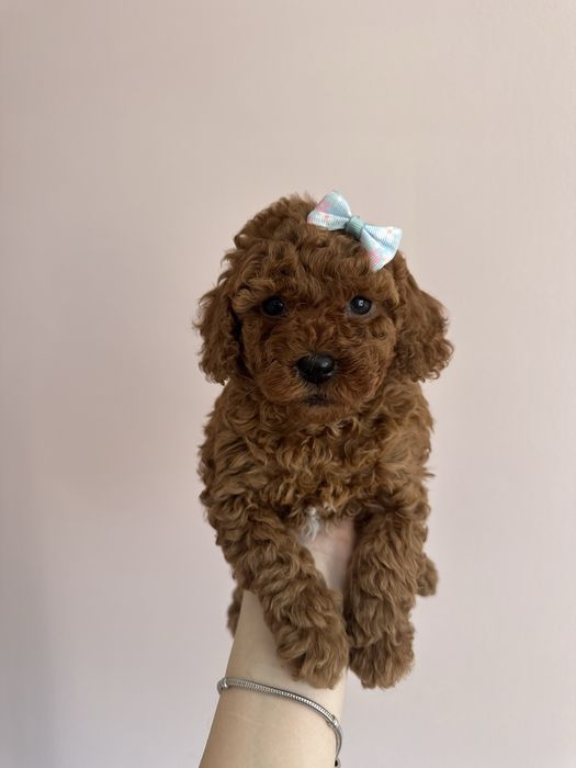 Dalia Suczka Pudel Maltipoo Bichpoo Wyprawka Badania genetyczne