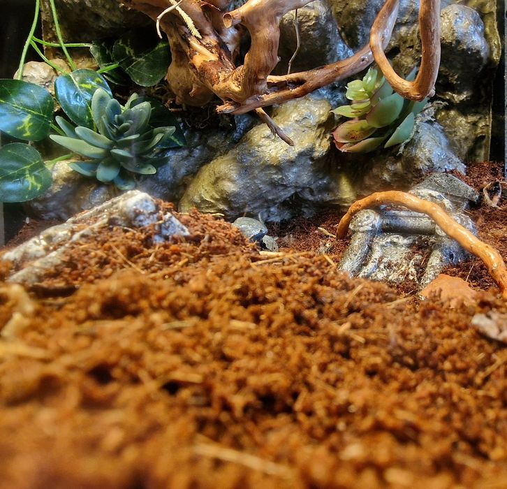 Exo terra 30x30x30 terrarium bioaktywne ptasznik modliszka gekon drzew