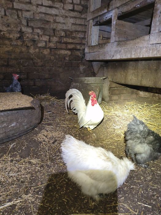 Chabo biały kogucik