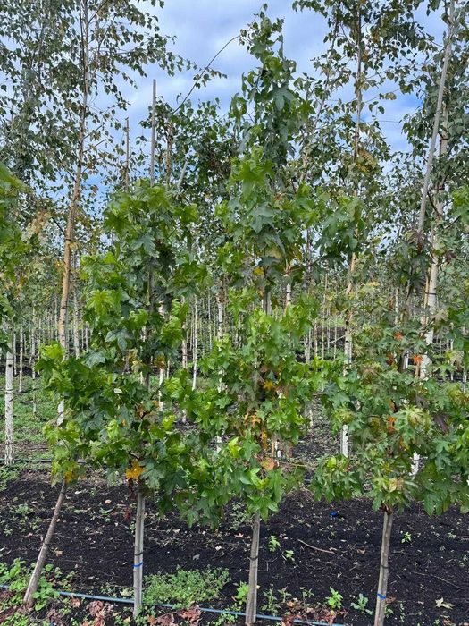 Ambrowiec amerykański 6-8