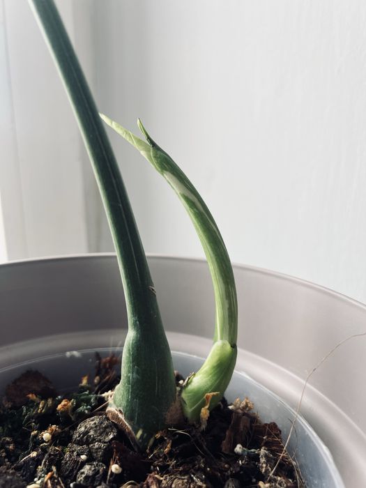 Monstera Thai Constelation