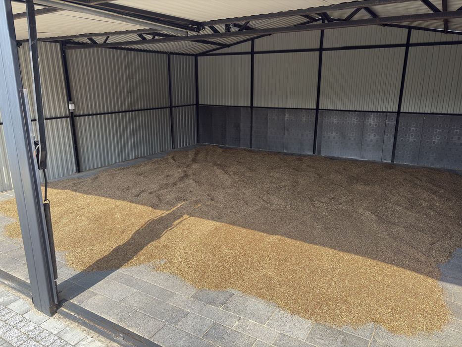 Nasiona babki lancetowatej ekologicznej.