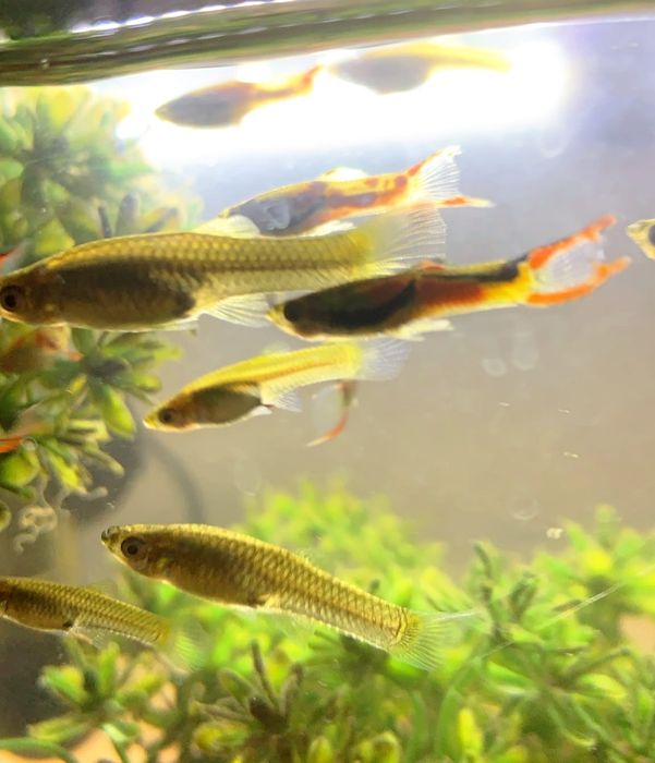 Guppys Guppies Endler