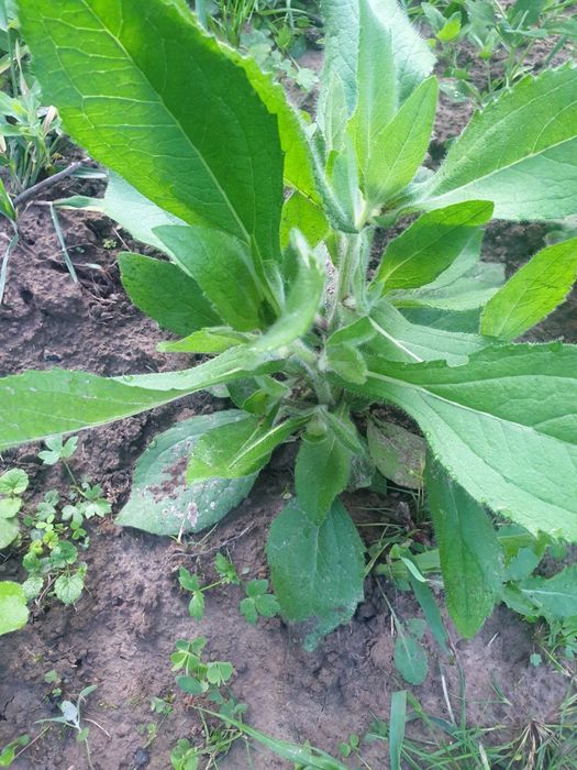 Rudbekia 10 sadzonek