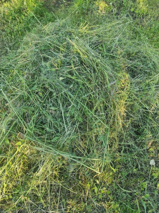 Сіно садове різнотрав'я