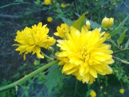 Керрия японская керри