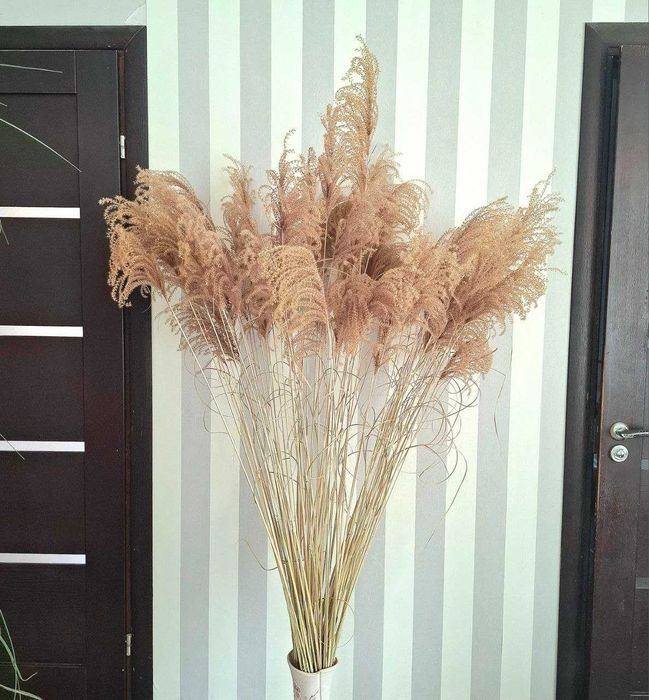 Міскантус китайський