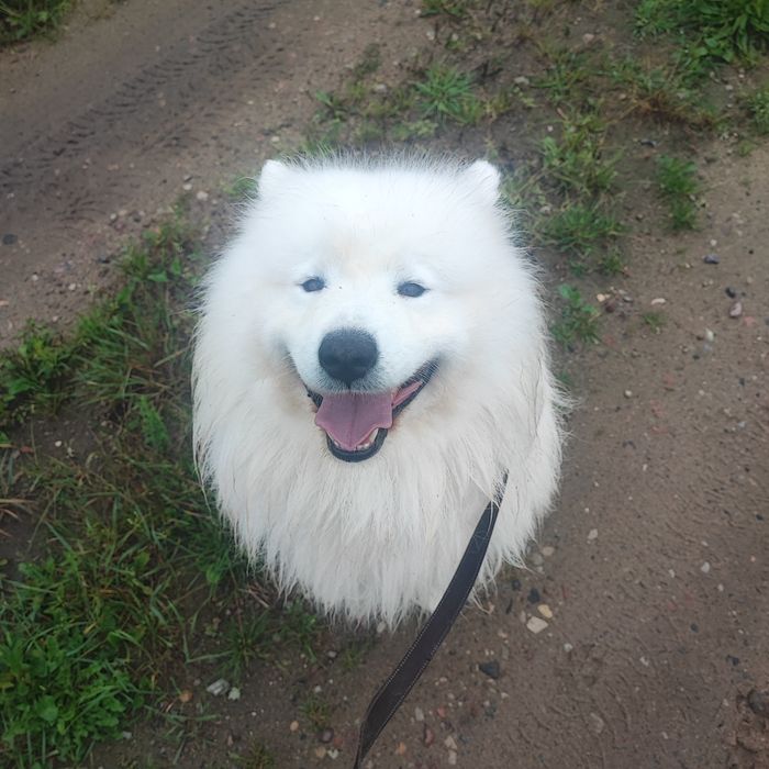 Samoyed szczeniak, pies,suka,FCI,ZKwP, rasowy,rodowód
