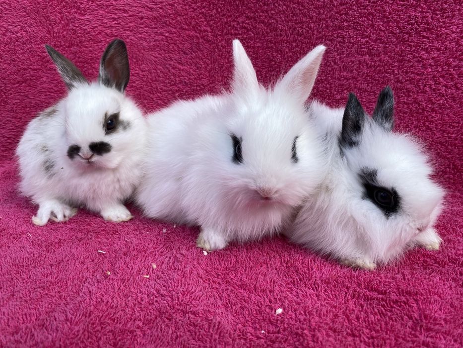 Декоративные кролики