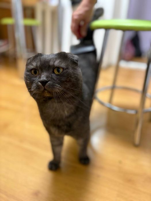 Шоландець в’язка кіт