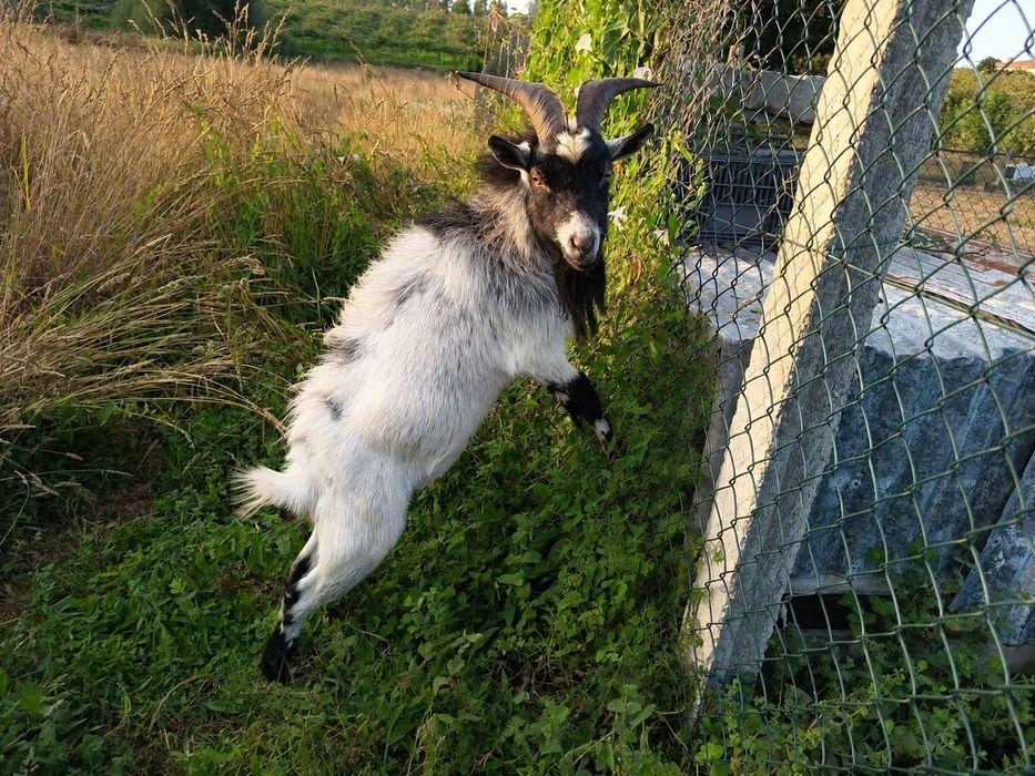 Cabrito macho  - Raça anã