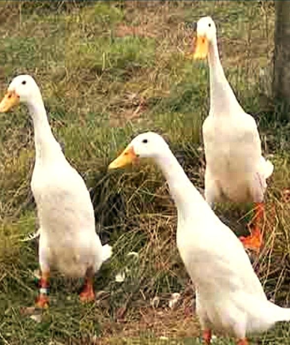 Jaja lęgowe biegusów indyjskich jaja lęgowe biegusów indyjskich