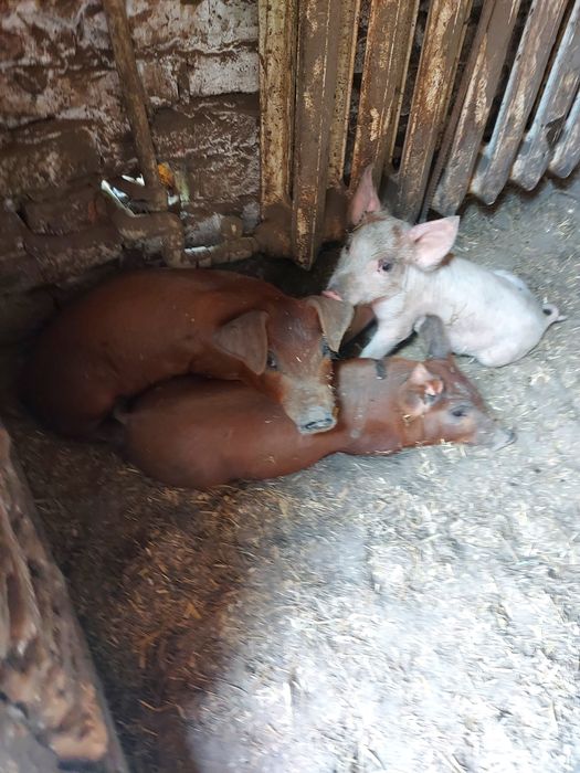 Поросята поросятка свині