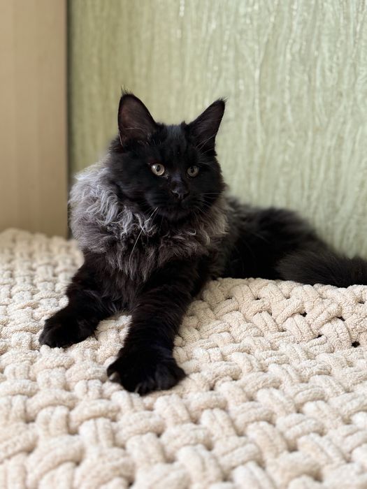 Красуня мейнкун в розкішній шубці