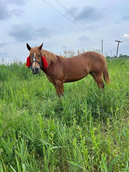 Продам кобилу 6 років