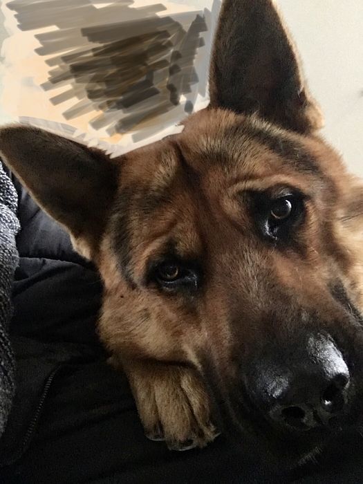 В'язка Німецькоі Вівчарки Кобель 3 роки