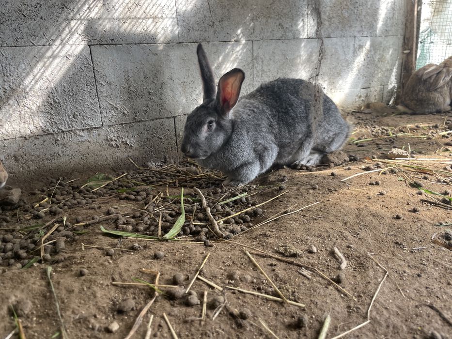 Coelhas adultas prenha