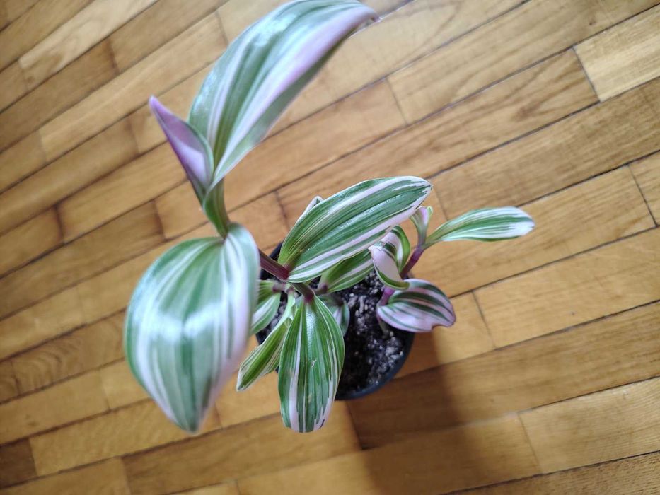 Традесканція силламонтана Tradescantia sillamontana