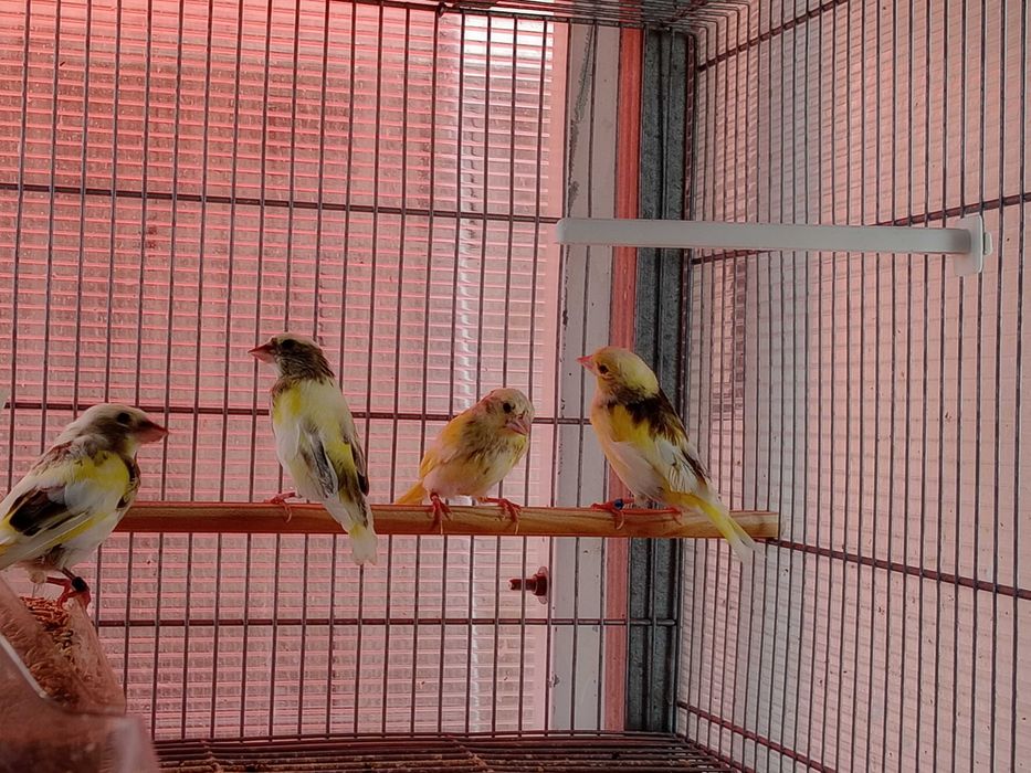 Tenho algumas aves deste ano para vender