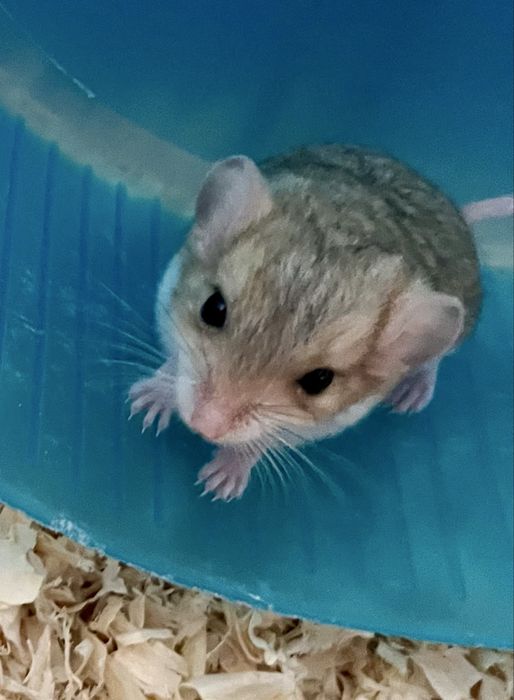 Tłustogon afrykański, nie chomik