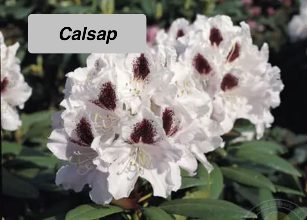 Рододендрон Азалія 11 сортів