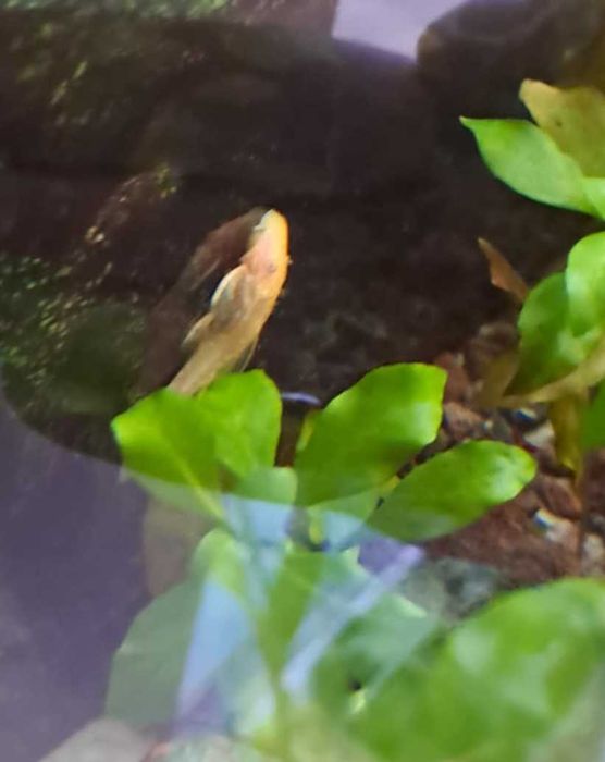 Zbrojnik Pospolity, Glonojad, Ancistrus