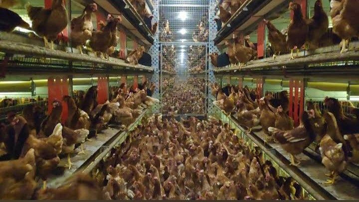 Ovos de galinha caseiros