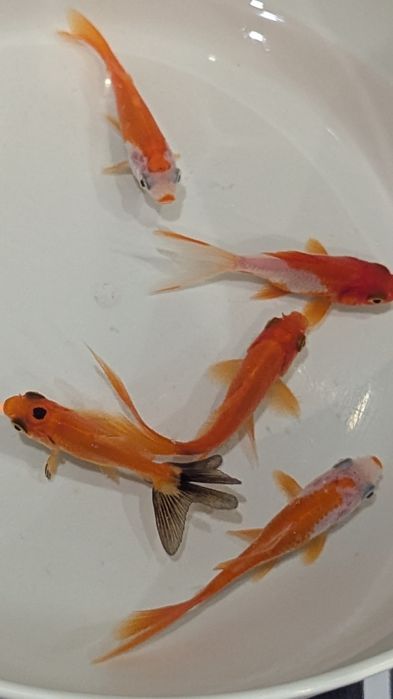 Комета,карпи Кої,риба для водойми,корм для риб