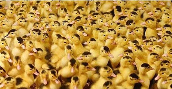 Мулард  підрощений