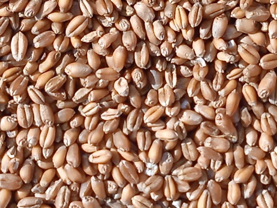 Pszenica jara-  sprzedam, jęczmień jary